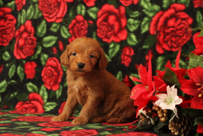 puppy, for, sale, Mini Goldendoodle F1, Matthew B. Stoltzfus, dog, breeder, Gap, PA, dog-breeder, puppy-for-sale, forsale, nearby, find, puppyfind, locator, puppylocator, aca